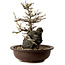 Acer palmatum, 19 cm, ± 10 anni, in vaso con un chip di