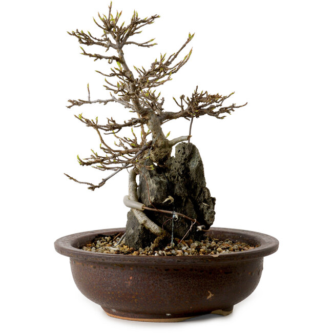 Acer palmatum, 19 cm, ± 10 jaar oud, in een pot met een chip van