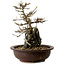 Acer palmatum, 19 cm, ± 10 ans, dans un pot avec un éclat de
