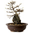 Acer palmatum, 19 cm, ± 10 years old, in a pot with a chip of