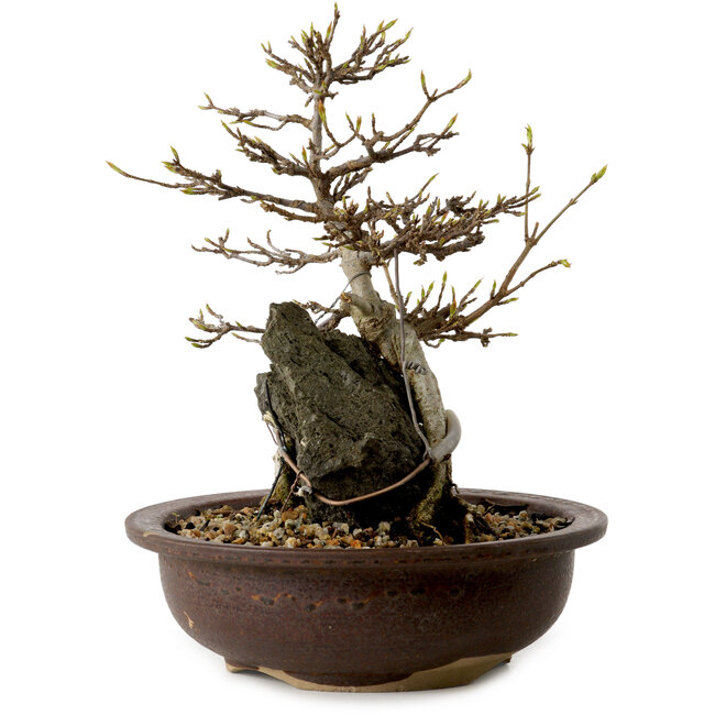 Acer palmatum, 19 cm, ± 10 jaar oud, in een pot met een chip van