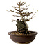 Acer palmatum, 19 cm, ± 10 anni, in vaso con un chip di