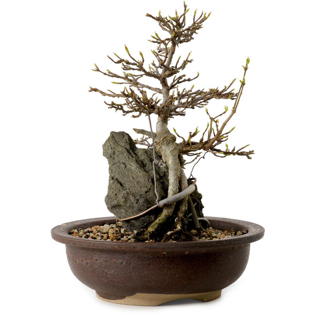Acer palmatum, 19 cm, ± 10 anni, in vaso con un chip di