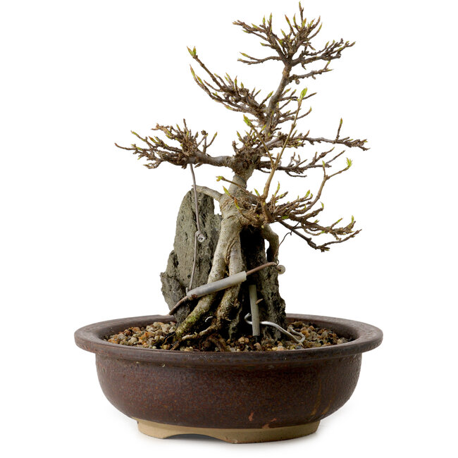 Acer palmatum, 19 cm, ± 10 jaar oud, in een pot met een chip van