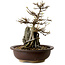 Acer palmatum, 19 cm, ± 10 jaar oud, in een pot met een chip van