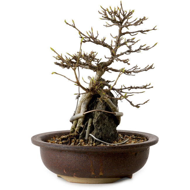 Acer palmatum, 19 cm, ± 10 anni, in vaso con un chip di