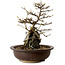 Acer palmatum, 19 cm, ± 10 anni, in vaso con un chip di