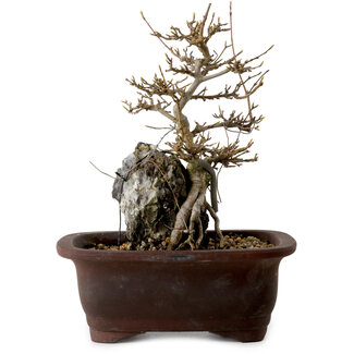 Acer palmatum, 20 cm, ± 10 años de edad