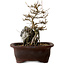 Acer buergerianum, 20 cm, ± 10 Jahre alt
