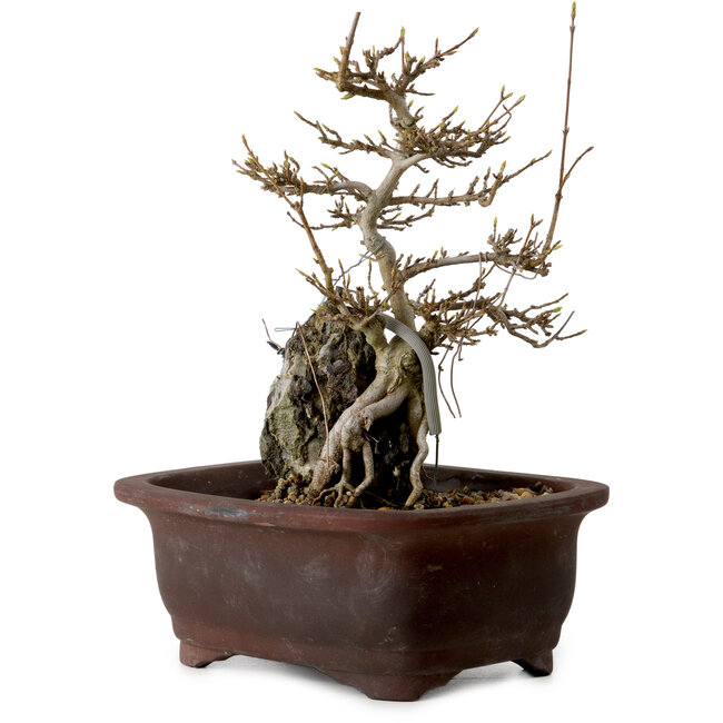 Acer buergerianum, 20 cm, ± 10 ans