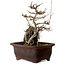 Acer buergerianum, 20 cm, ± 10 ans