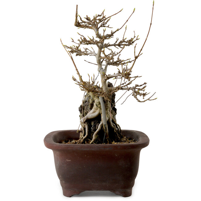 Acer buergerianum, 20 cm, ± 10 jaar oud