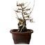 Acer buergerianum, 20 cm, ± 10 jaar oud