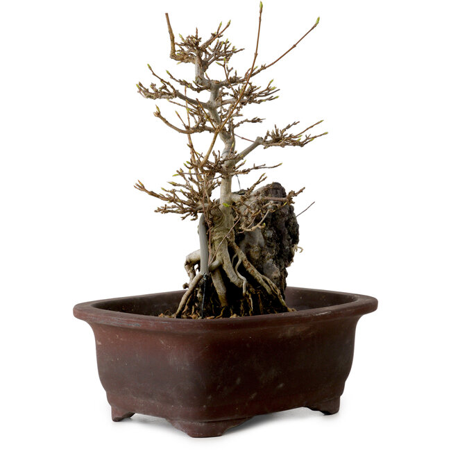 Acer buergerianum, 20 cm, ± 10 años