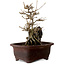 Acer buergerianum, 20 cm, ± 10 years old