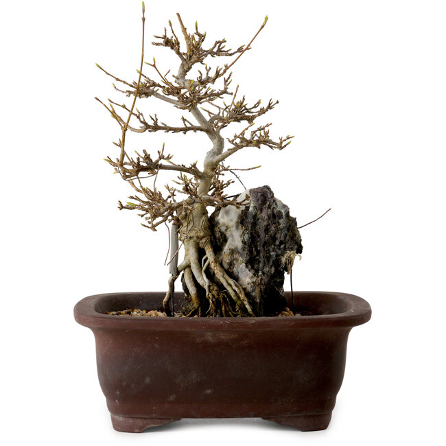 Acer buergerianum, 20 cm, ± 10 años
