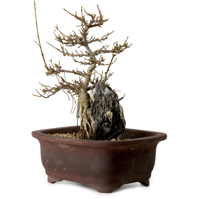 Acer buergerianum, 20 cm, ± 10 years old