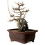 Acer buergerianum, 20 cm, ± 10 ans