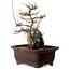 Acer buergerianum, 20 cm, ± 10 Jahre alt