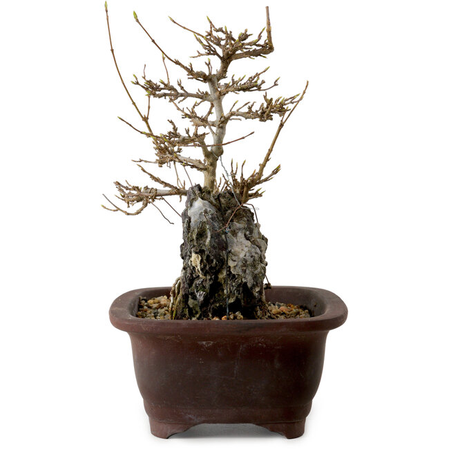 Acer palmatum, 20 cm, ± 10 años de edad