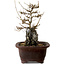 Acer buergerianum, 20 cm, ± 10 years old