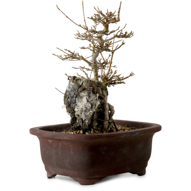 Acer buergerianum, 20 cm, ± 10 years old