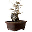 Acer buergerianum, 20 cm, ± 10 Jahre alt