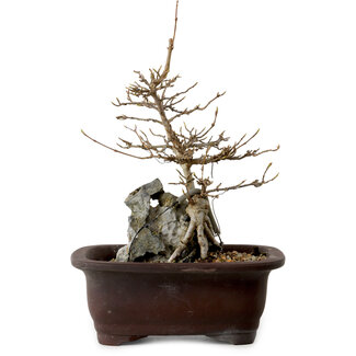 Acer buergerianum, 24 cm, ± 10 ans