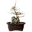 Acer buergerianum, 24 cm, ± 10 Jahre alt