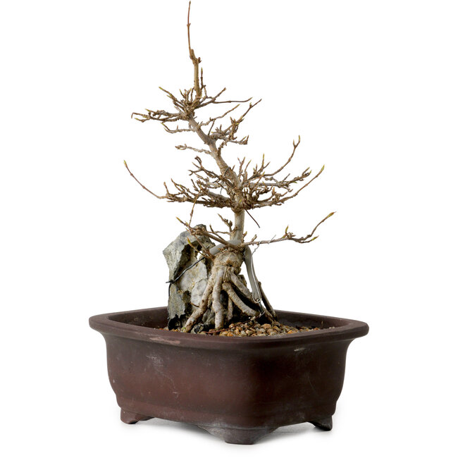 Acer buergerianum, 24 cm, ± 10 years old