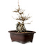 Acer buergerianum, 24 cm, ± 10 jaar oud