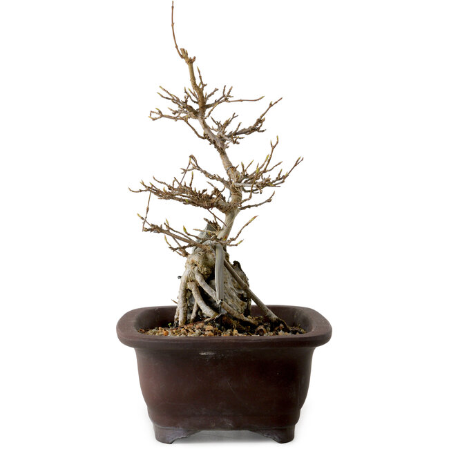 Acer buergerianum, 24 cm, ± 10 Jahre alt