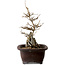 Acer buergerianum, 24 cm, ± 10 years old