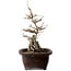 Acer palmatum, 24 cm, ± 10 years old