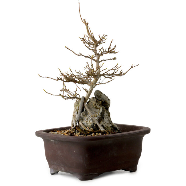 Acer buergerianum, 24 cm, ± 10 años