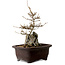 Acer buergerianum, 24 cm, ± 10 years old