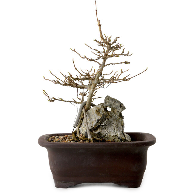 Acer buergerianum, 24 cm, ± 10 Jahre alt