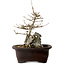Acer buergerianum, 24 cm, ± 10 jaar oud