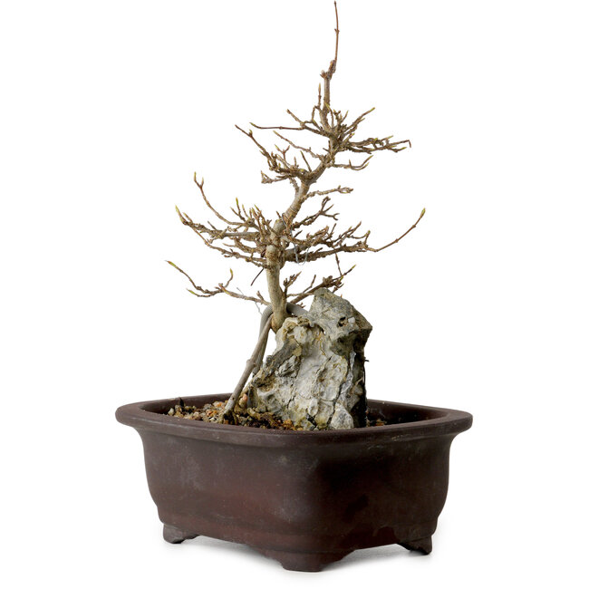 Acer buergerianum, 24 cm, ± 10 ans