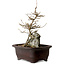 Acer buergerianum, 24 cm, ± 10 years old