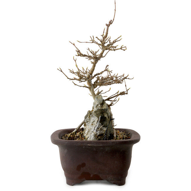 Acer buergerianum, 24 cm, ± 10 years old