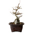 Acer buergerianum, 24 cm, ± 10 años