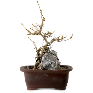 Acer palmatum, 25 cm, ± 10 años de edad