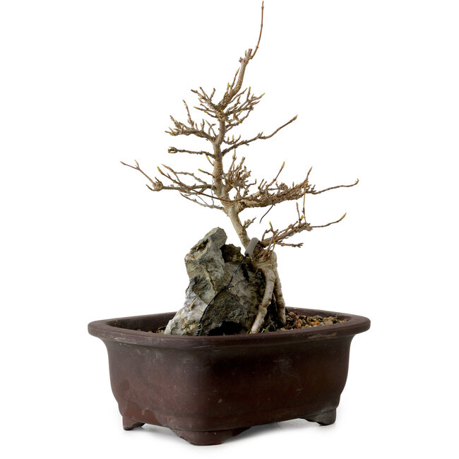 Acer buergerianum, 24 cm, ± 10 ans