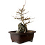 Acer buergerianum, 24 cm, ± 10 years old