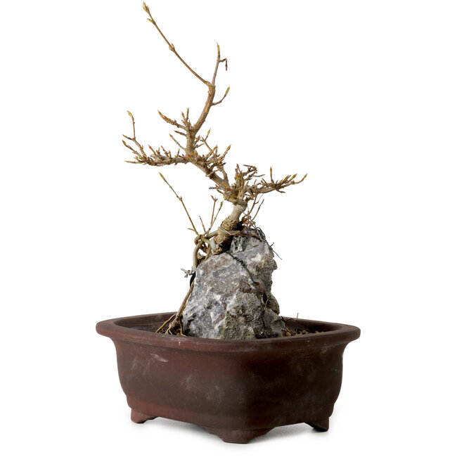 Acer buergerianum, 25 cm, ± 10 years old