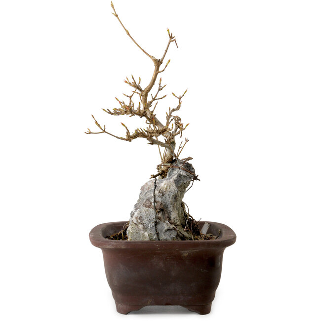 Acer buergerianum, 25 cm, ± 10 jaar oud