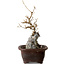 Acer buergerianum, 25 cm, ± 10 años