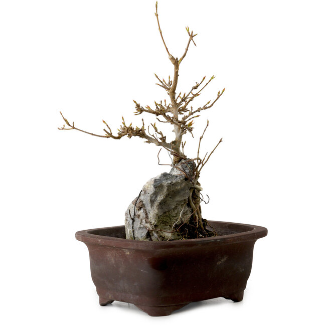 Acer buergerianum, 25 cm, ± 10 years old