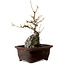 Acer buergerianum, 25 cm, ± 10 Jahre alt